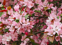 Gałązki drzewa owocowego z różowymi kwiatkami w zbliżeniu