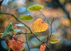 Gałązki jesiennych liści