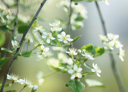 Gałązki owocowego drzewa obsypane białymi kwiatami