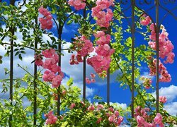 Gałązki różowych róż na ogrodzeniu