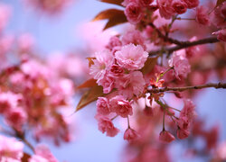 Gałązki z kwiatami wiśni japońskiej na tle nieba