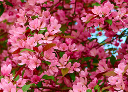 Gałązki z różowymi kwiatami drzewa owocowego w zbliżeniu