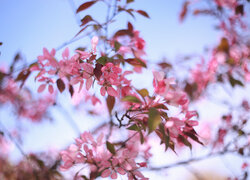 Gałązki z różowymi kwiatami drzewa owocowego