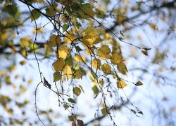 Gałęzie brzozy z pożółkłymi liśćmi