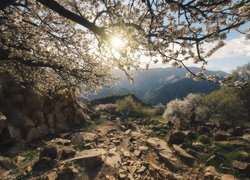 Wiosna, Drzewo, Kwiaty, Skały, Dagestan, Kaukaz, Góry, Gamsutl, Rosja