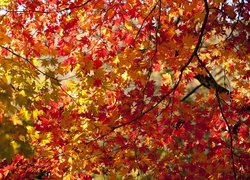 Jesień, Kolorowe, Liście, Gałęzie, Drzewo, Klon