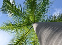 Gałęzie palmy na tle nieba