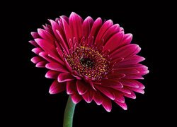 Gerbera Jamesona na czarnym tle