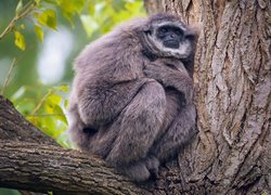 Małpa, Gibbon srebrzysty, Drzewo