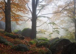 Głazy pod jesiennymi drzewami w zamglonym lesie