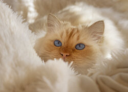Głowa niebieskookiego kota na białym kocu