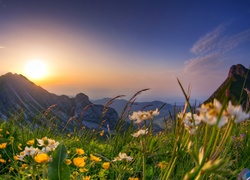 Górska kwiatowa łąka o wschodzie słońca