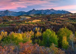 Stany Zjednoczone, Stan Kolorado, Telluride, Las, Jesień, Góry, San Juan Mountains, Roślinność, Kolorowa, Drzewa, Krzewy