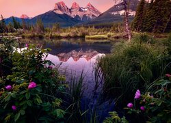 Kanada, Alberta, Góry, Three Sisters Peaks, Rzeka, Bow River, Canmore, Drzewa, Kwiaty