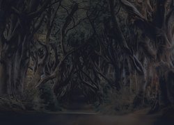 Grafika z drogą w ciemnym lesie