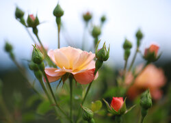 Herbaciana róża z pąkami