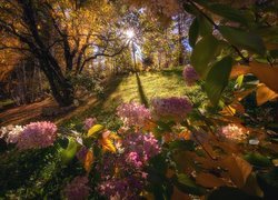 Kwiaty, Hortensje, Drzewa, Jesień, Promienie słońca
