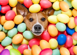 Jack Russell terrier przysypany kolorowymi pisankami