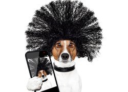 Jack Russell terrier w peruce z telefonem