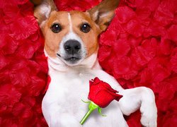 Pies, Jack Russell terrier, Róża, Czerwone, Płatki