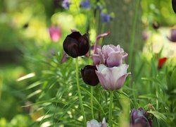 Jasno i ciemnofioletowe tulipany na rozmytym tle