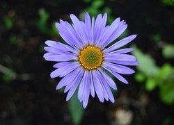 Jasnofioletowy, Kwiat, Liście