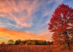 Stany Zjednoczone, Stan Missouri, Rezerwat przyrody James A. Reed Memorial Wildlife Area, Drzewa, Trawa, Zachód słońca, Jesień