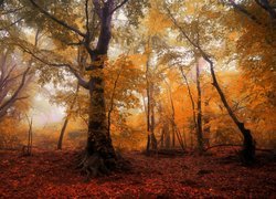 Jesień w zamglonym lesie