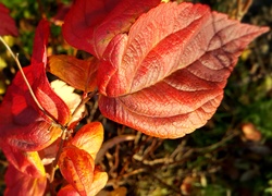Jesienne czerwono-złote liście