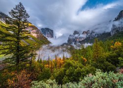 Jesienne drzewa i krzewy na tle gór we mgle w Parku Narodowym Yosemite