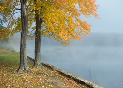 Jesień, Drzewa, Jezioro, Mgła