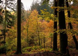Jesień, Las, Pożółkłe, Drzewa, Liście