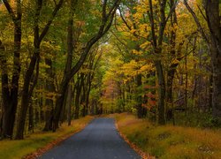 Jesień, Droga, Las, Drzewa, Pożółkłe, Trawy