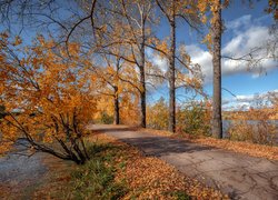 Jesień, Droga, Drzewa, Pożółkłe, Liście, Jezioro