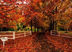 Jesień, Drzewa, Liście, Ogrodzenia, Droga, Skrzynka