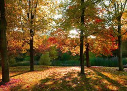 Jesień, Park, Pożółkłe, Drzewa, Liście