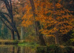 Jesień, Park, Drzewa, Rzeka, Mostek