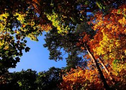 Jesień, Kolorowe, Liście, Drzewa