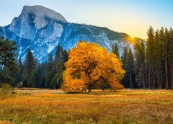 Jesienne drzewo na tle gór w Parku Narodowym Yosemite