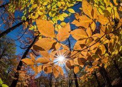 Jesienne liście drzew w promieniach słońca
