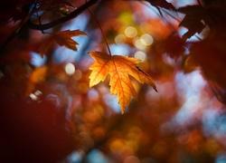 Jesień, Drzewo, Klon, Liście