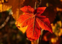 Jesienny czerwony liść dzikiego wina