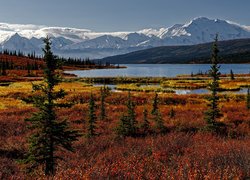 Stany Zjednoczone, Alaska, Park Narodowy Denali, Góry, Kordyliery, Jezioro, Wonder Lake, Drzewa, Jesień, Roślinność