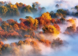 Jesienny las w objęciach mgły