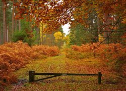 Anglia, Hrabstwo Hampshire, Park Narodowy New Forest, Las, Jesień, Drzewa, Liście