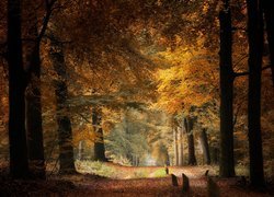 Jesień, Las, Liściasty, Ścieżka, Pnie, Drzewa
