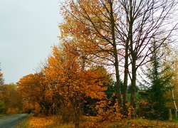 Złota, Jesień, Droga, Drzewa