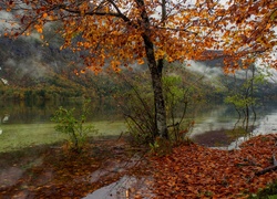 Jezioro Bohinjsko w Parku Narodowym Triglav w Słowenii jesienią