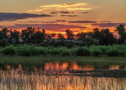 Wschód słońca, Jezioro, Lake Chatfield, Trawy, Drzewa, Kolorado, Stany Zjednoczone