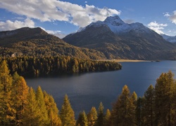 Szwajcaria, Góry Alpy, Jezioro Silsersee, Lasy, Drzewa